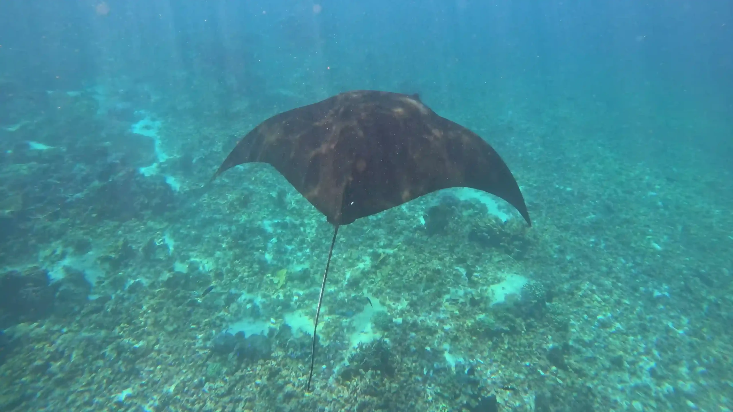 Manta Ray | Komodo Island Tour | Komodo Luxury