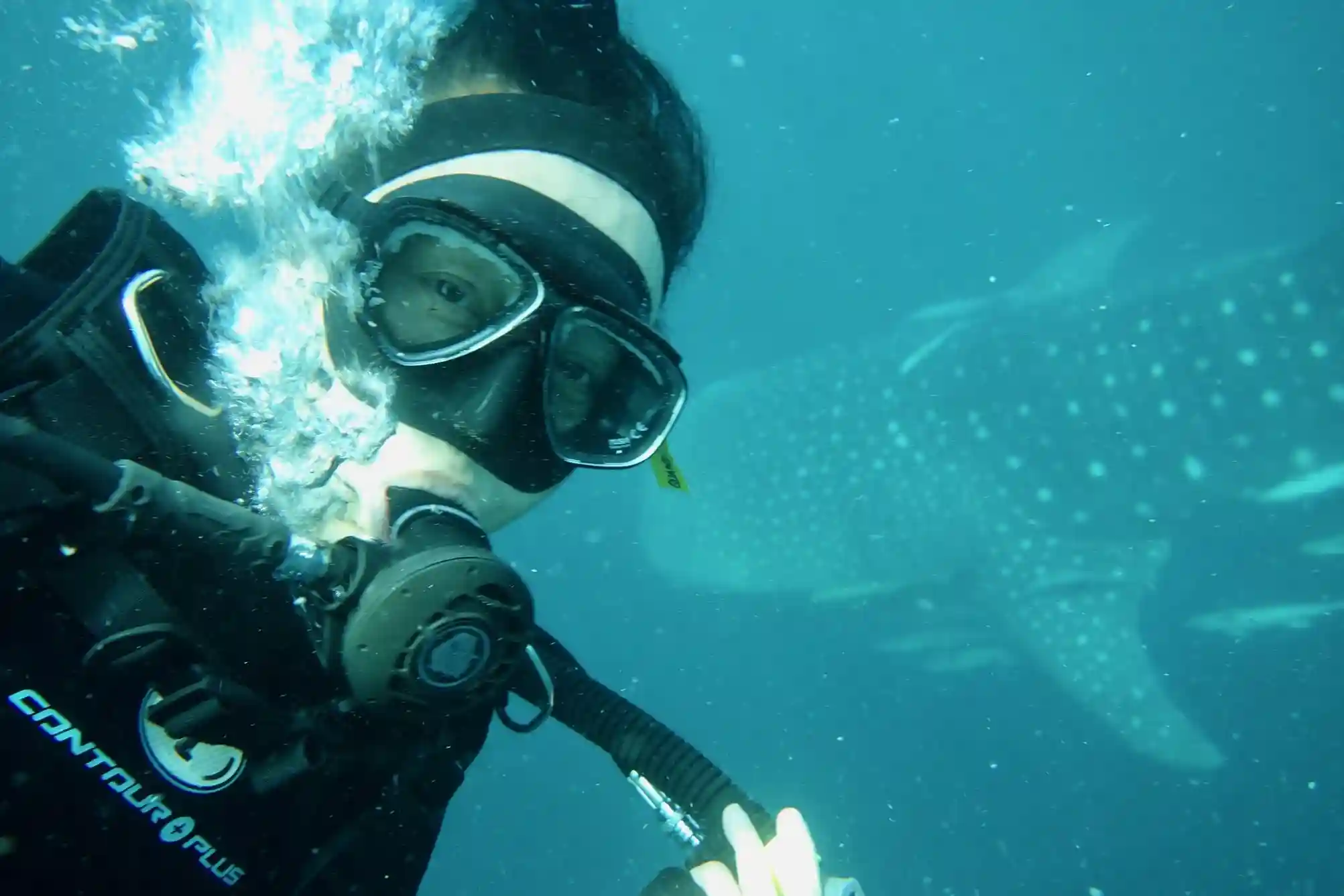 Whale Shark on Triton Bay Tours | Kaimana Tours | Luxury Phinisi | Komodo Luxury